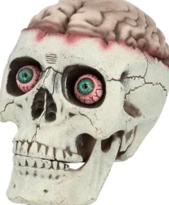 Aivokuollut pääkallo