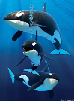 3d kortti orcas