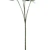 Eukalyptus oksa 60cm