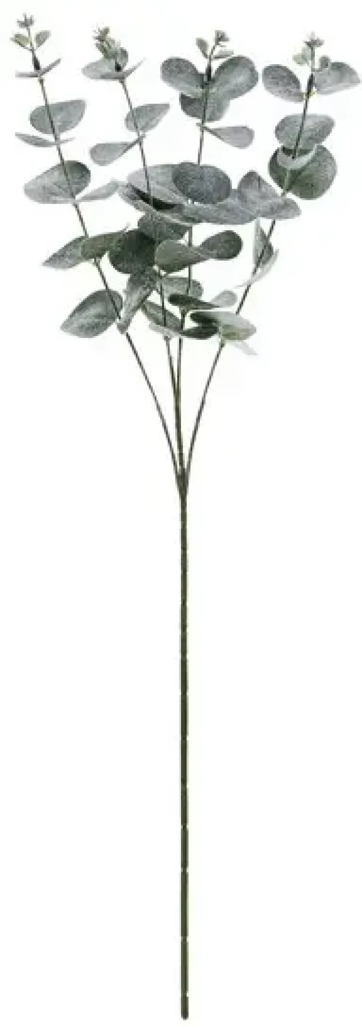 Eukalyptus oksa 60cm