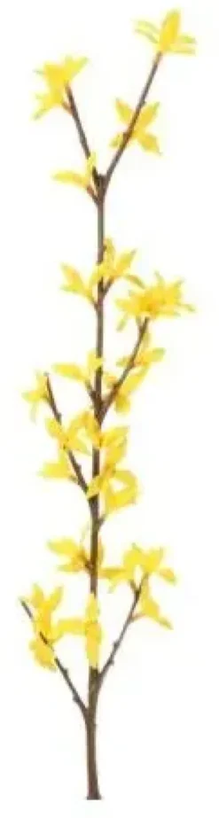 4living kevätpensasoksa 74cm