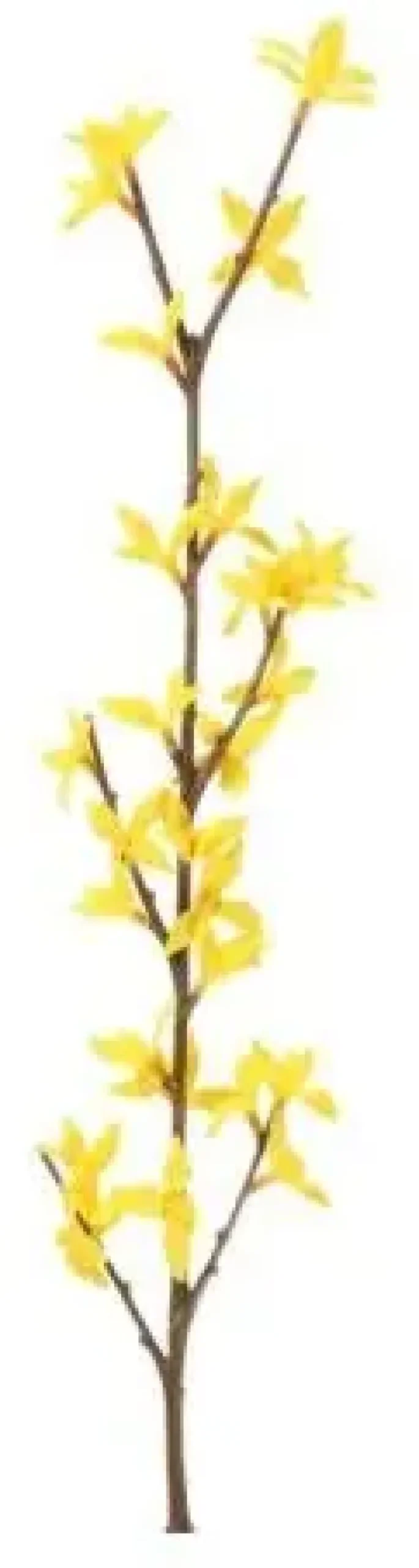 4living kevätpensasoksa 74cm