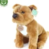 Rappa staffordshirenbullterrieri 30 cm