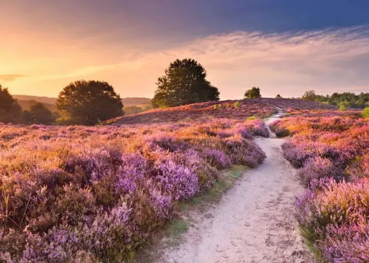 Ravensburger pink pathway 1000p